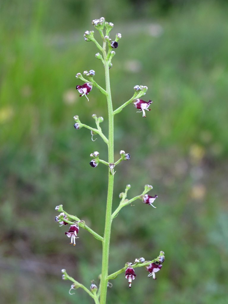Scrophularia canina